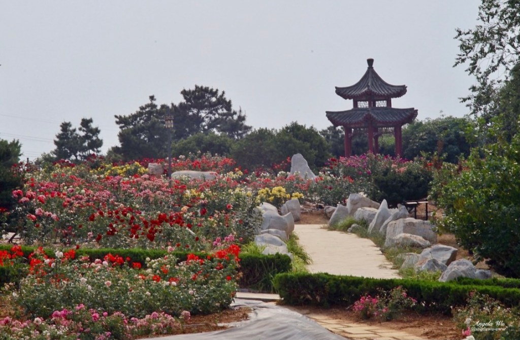 My moms last&nbsp;dream….